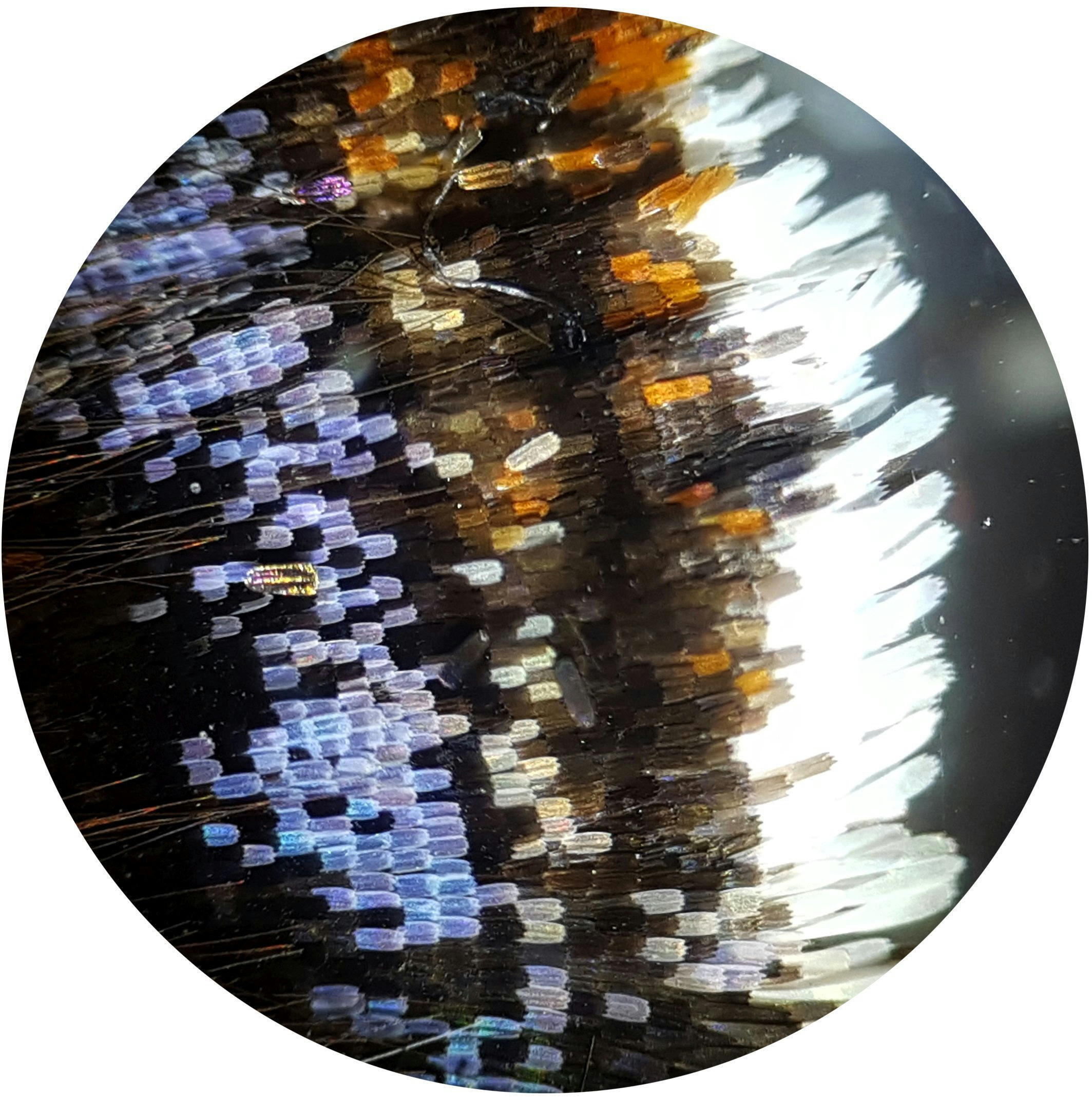 Микроскоп Bresser Biolux NV 20-1280 HD USB Camera(5116200) фото 9