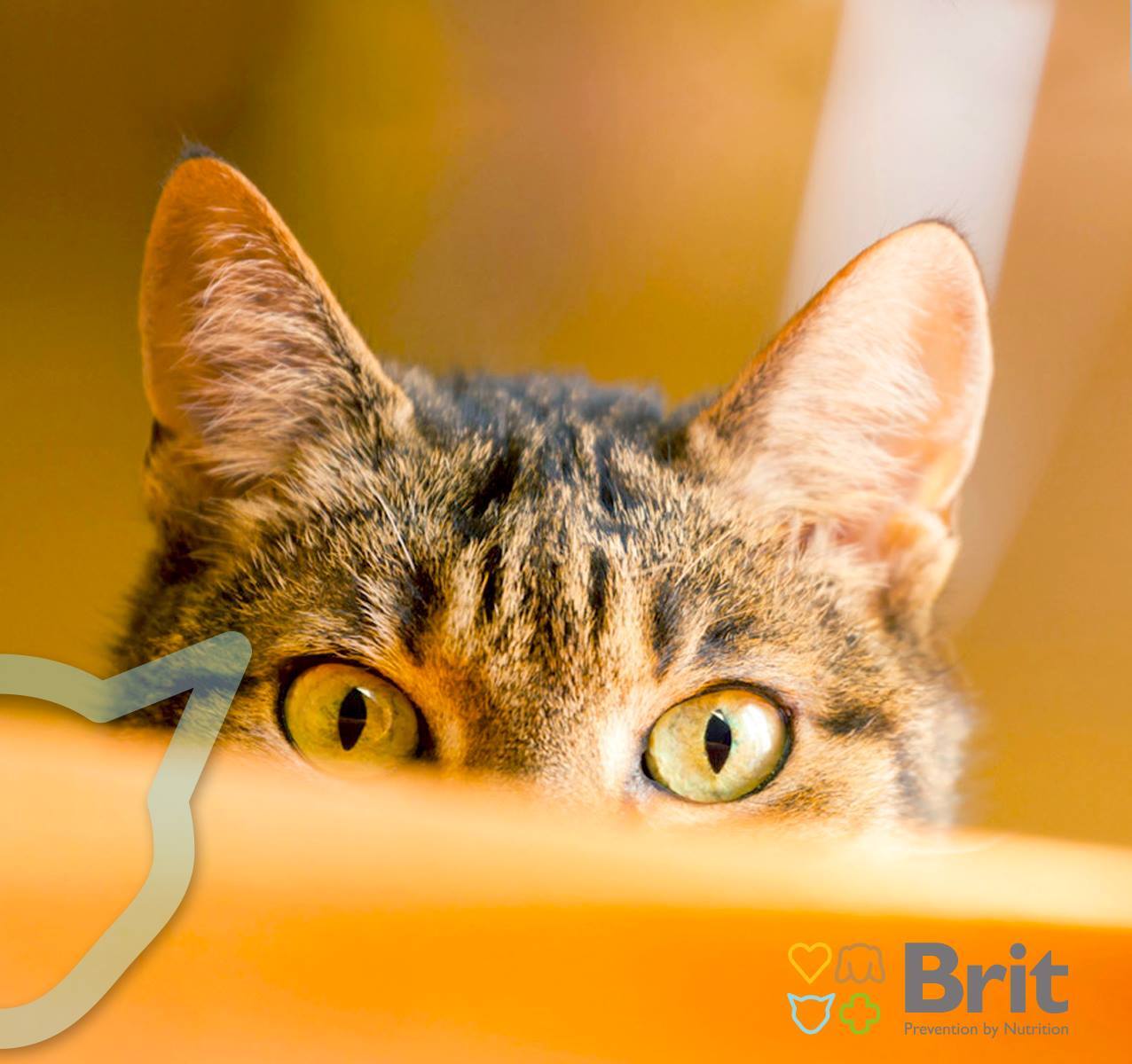 Сухой корм для кошек с чувствительным пищеварением Brit Premium by Nature Cat Sensitive с ягненком 1,5 кг фото 7