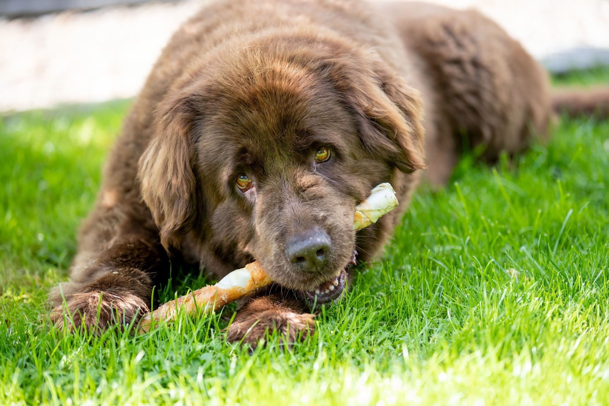 Лакомство для собак Trixie DENTAfun Палочка для чистки зубов с курицей 170 г фото 3