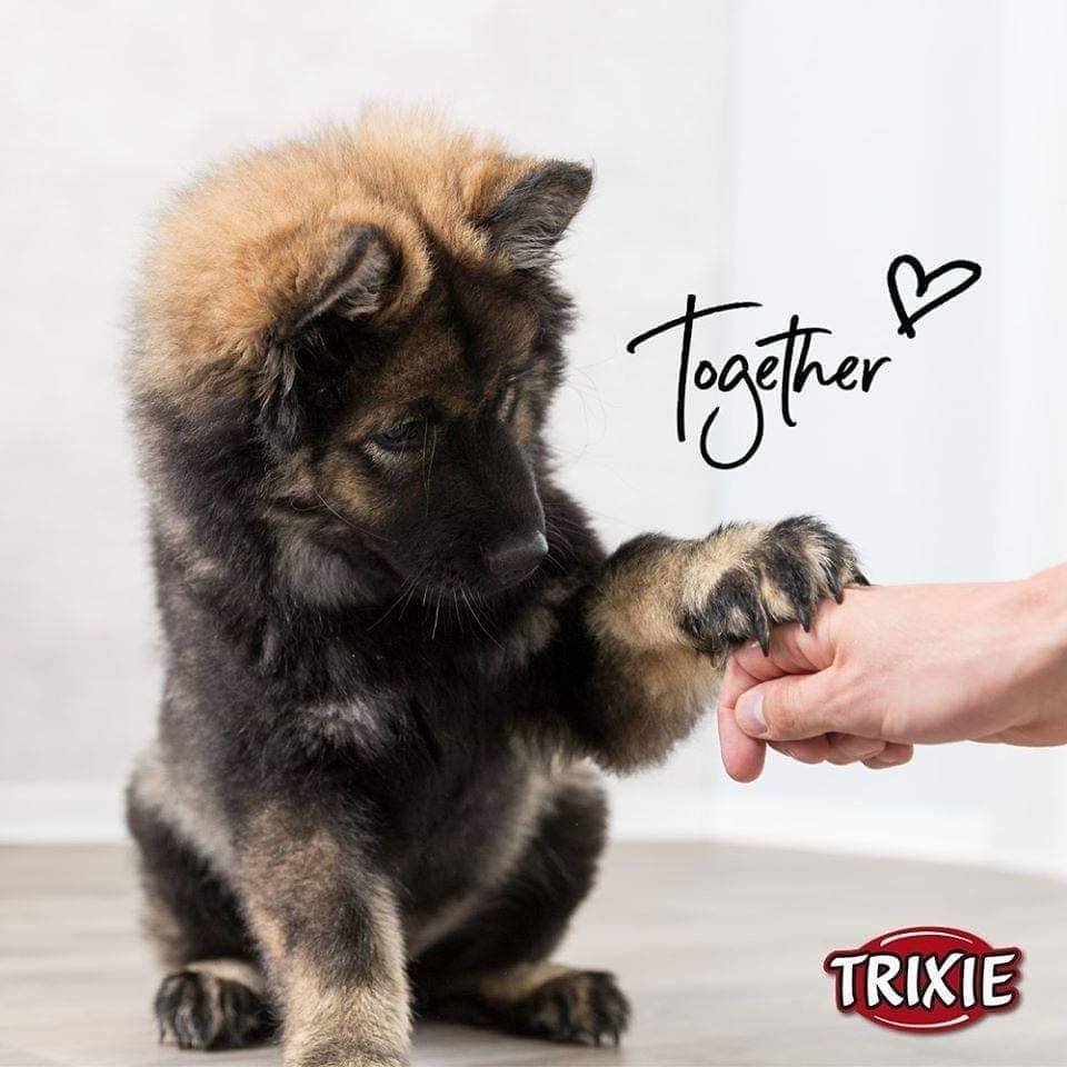 Миска для собак Trixie пластик на резине 0,3л 12см фото 2