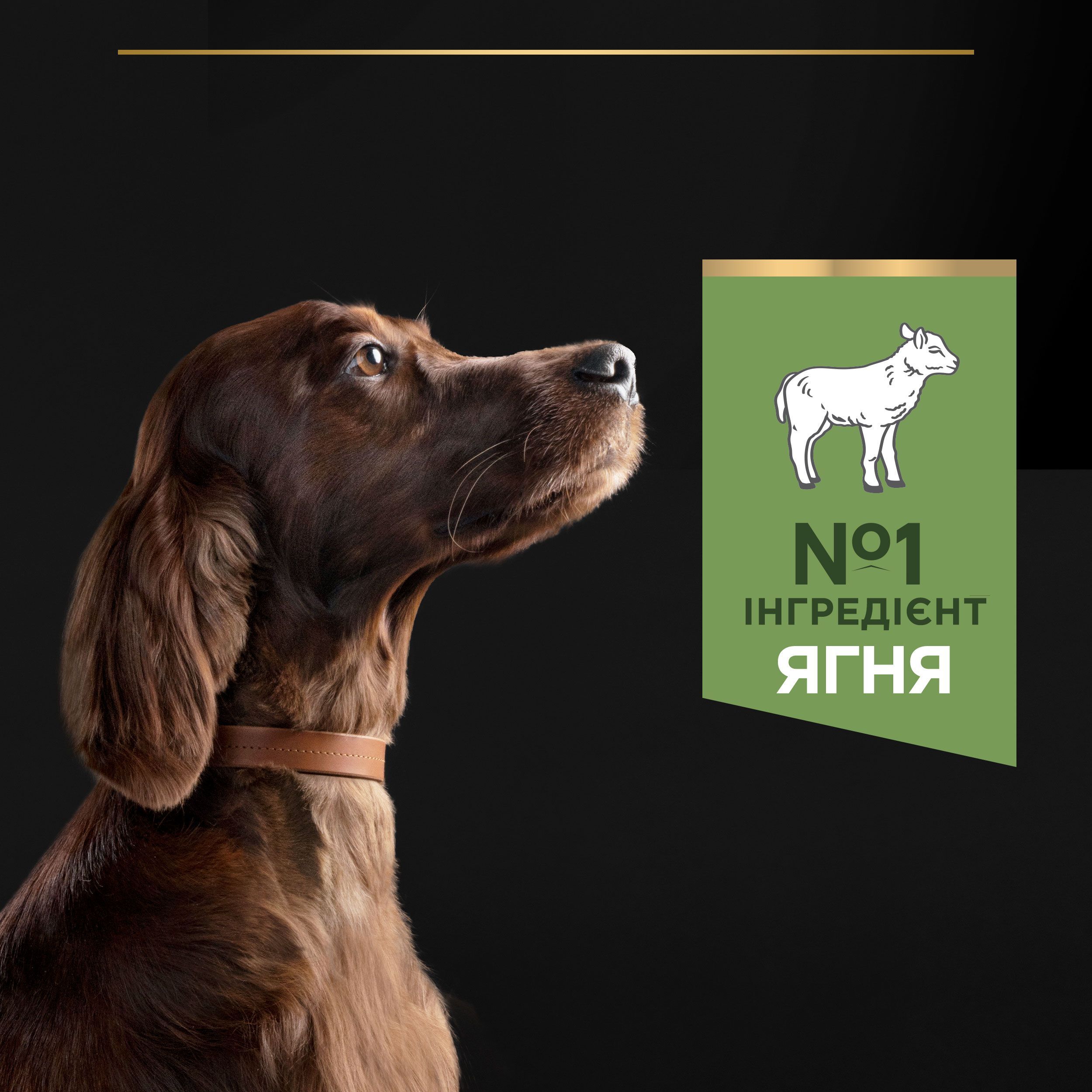 Сухий корм для собак великих порід з атлетичною тілобудовою Purina ProPlan Large Athletic з ягням 14 кгфото