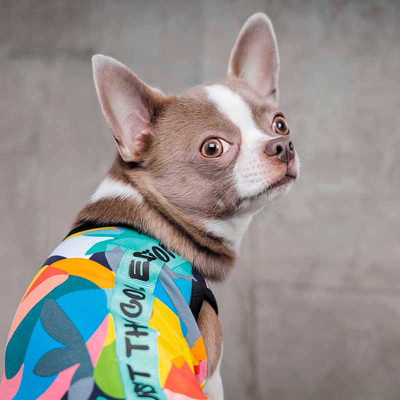 Борцовка для собак Pet Fashion COOL XS фото 6