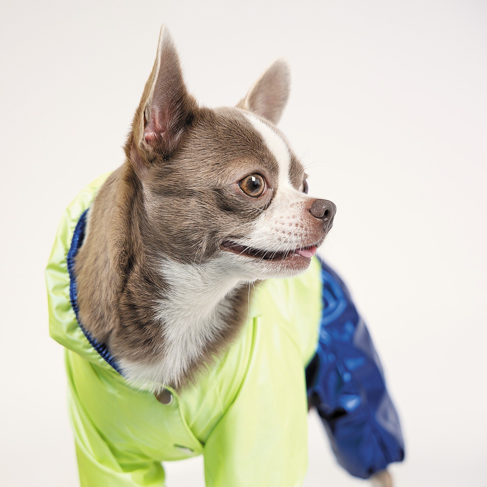 Дощовик для собак Pet Fashion PULSE Sфото3