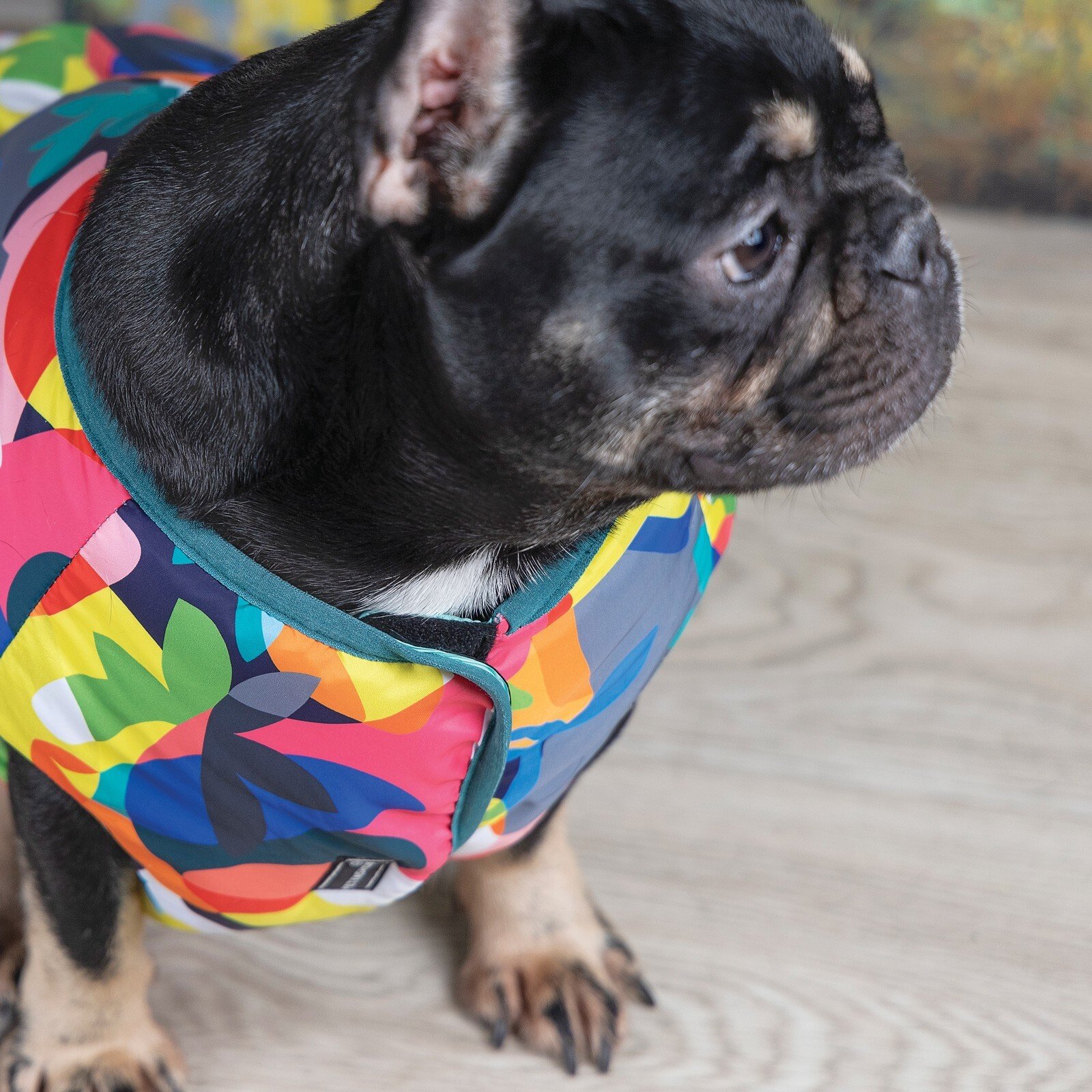 Жилет для собак Pet Fashion SPRING принт ХXSфото5