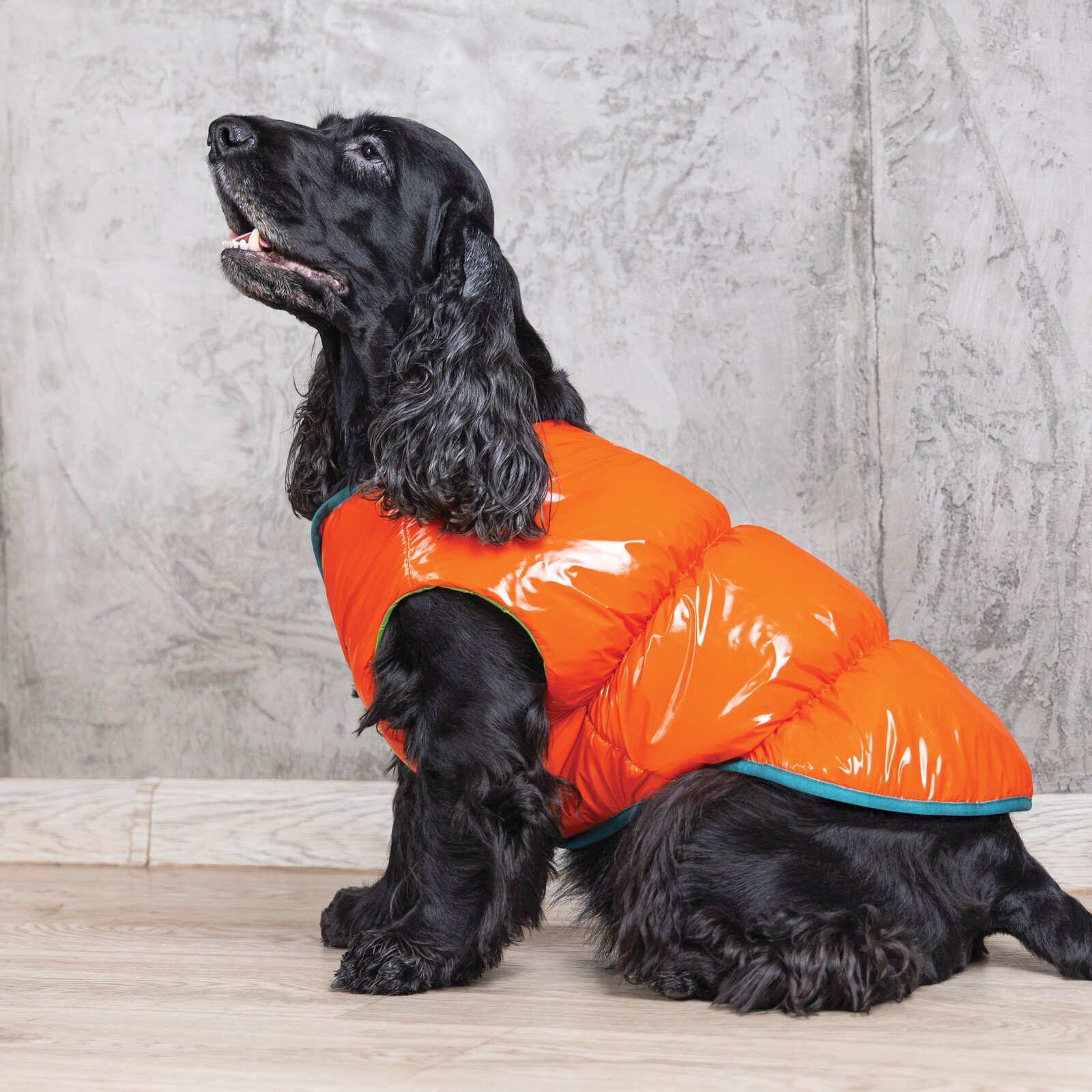Жилет для собак Pet Fashion SPRING оранжевый M фото 4