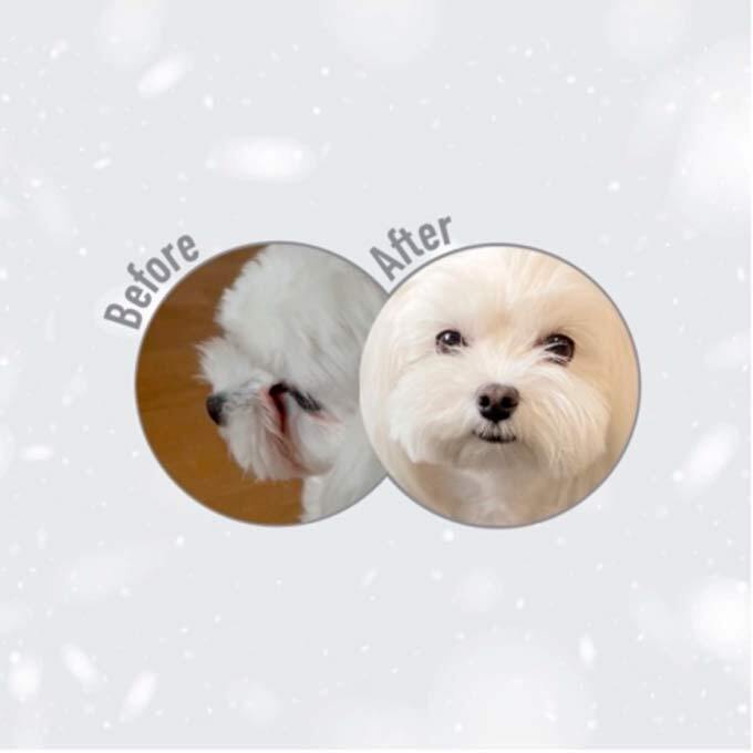 Сухий беззерновий корм для собак з білою шерстю Nature`s Protection Superior Care Small and Mini Breed 10 кгфото2