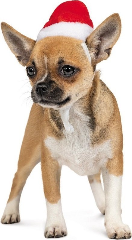 Колпак Pet Fashion новогодний для собак, размер XS, красный фото 2