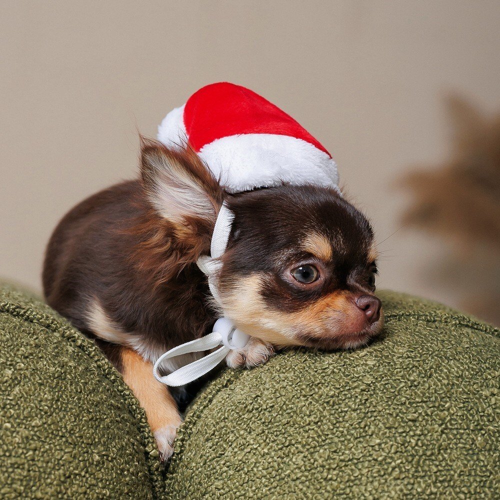 Колпак Pet Fashion новогодний для собак, размер М, красный фото 4