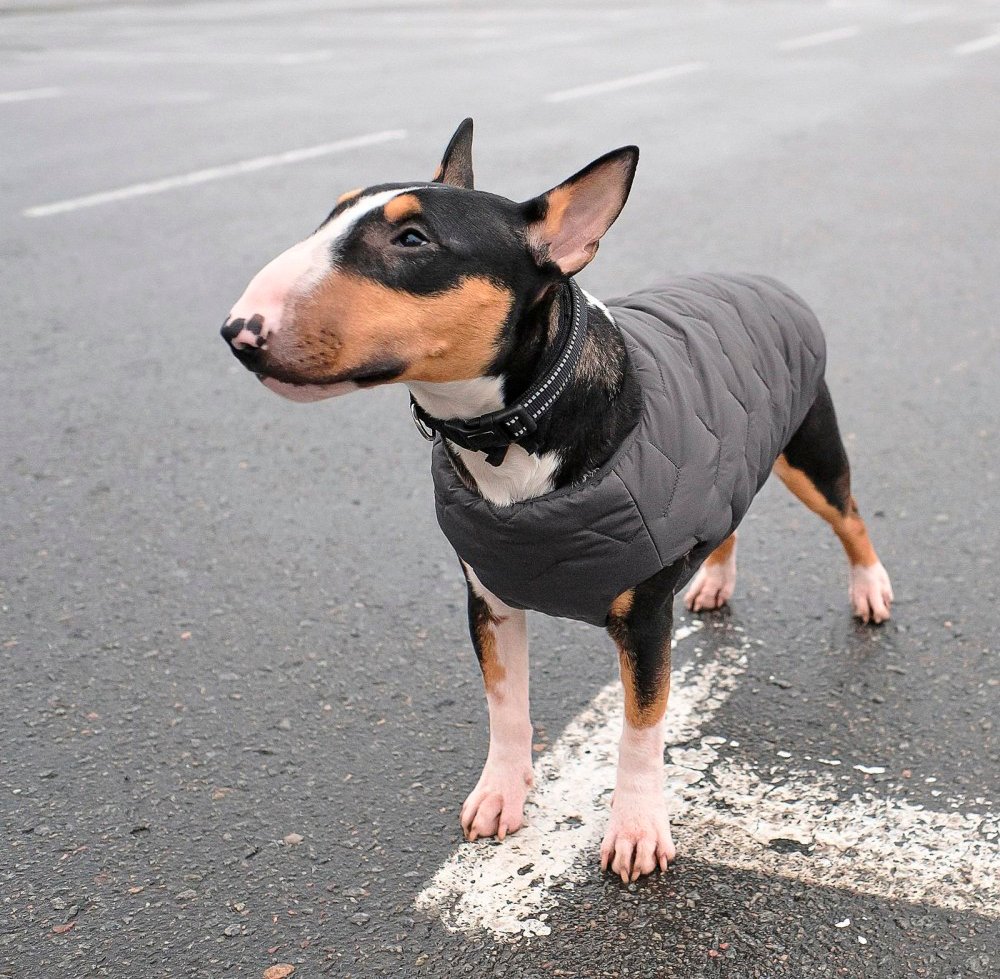 Жилет для собак Pet Fashion E.Vest розмір SМ сірийфото6