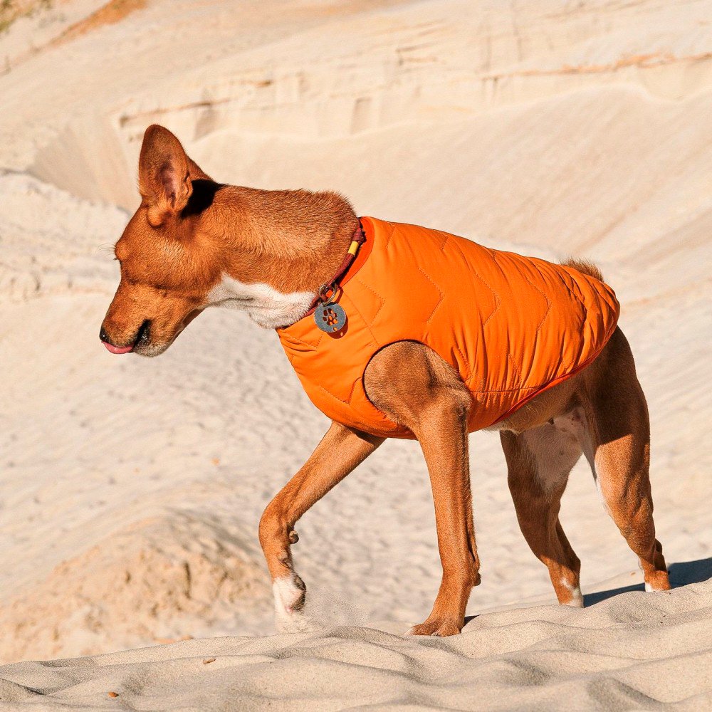Жилет для собак Pet Fashion E.Vest розмір XL помаранчевийфото4