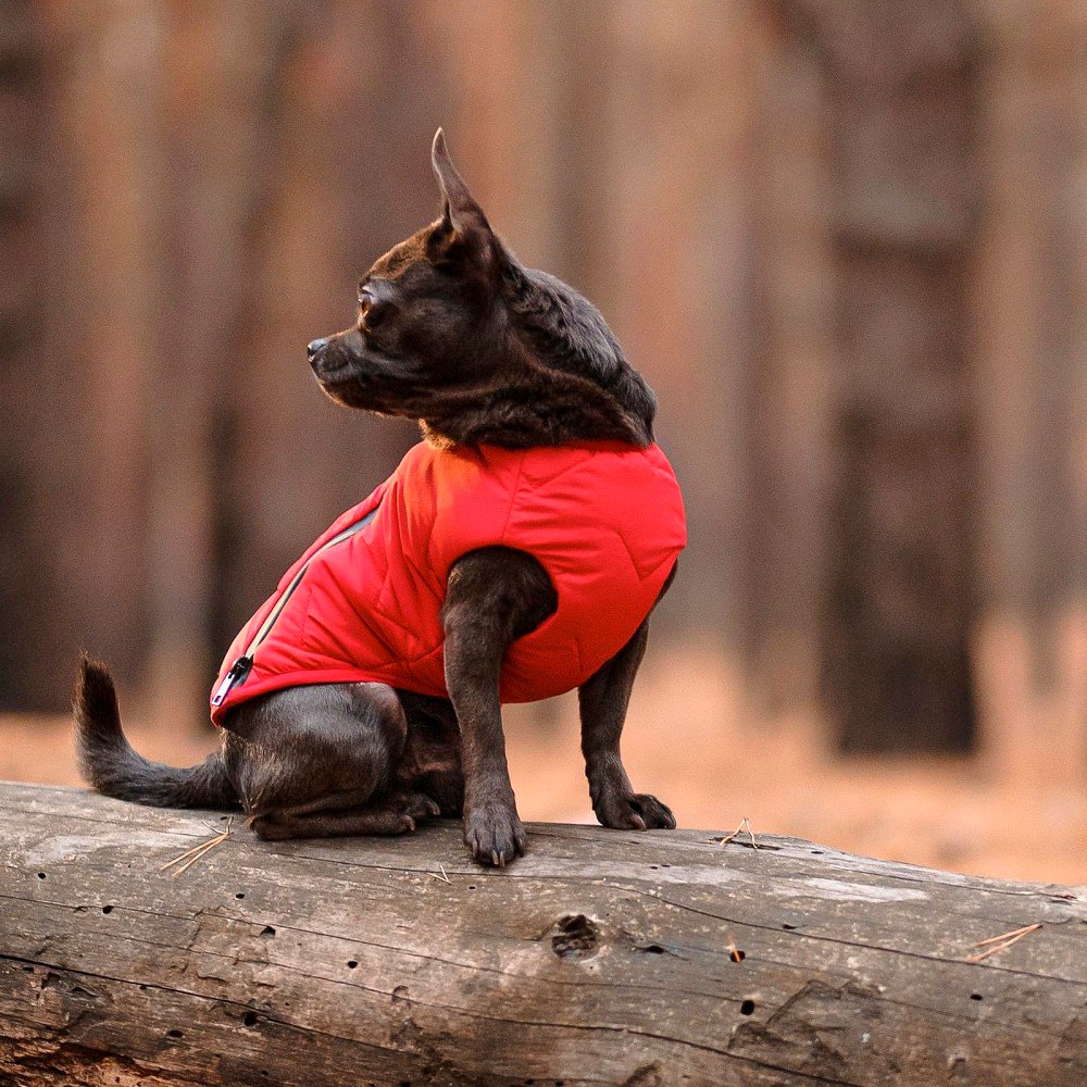Жилет для собак Pet Fashion E.Vest размер XL красный фото 3