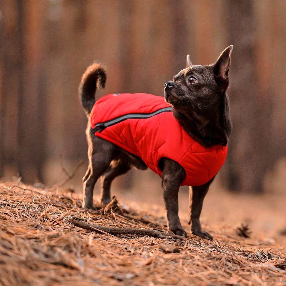 Жилет для собак Pet Fashion E.Vest розмір XL червонийфото5