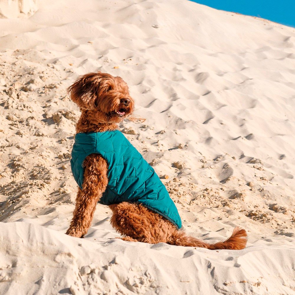 Жилет для собак Pet Fashion E.Vest размер XS2 морская волна фото 3