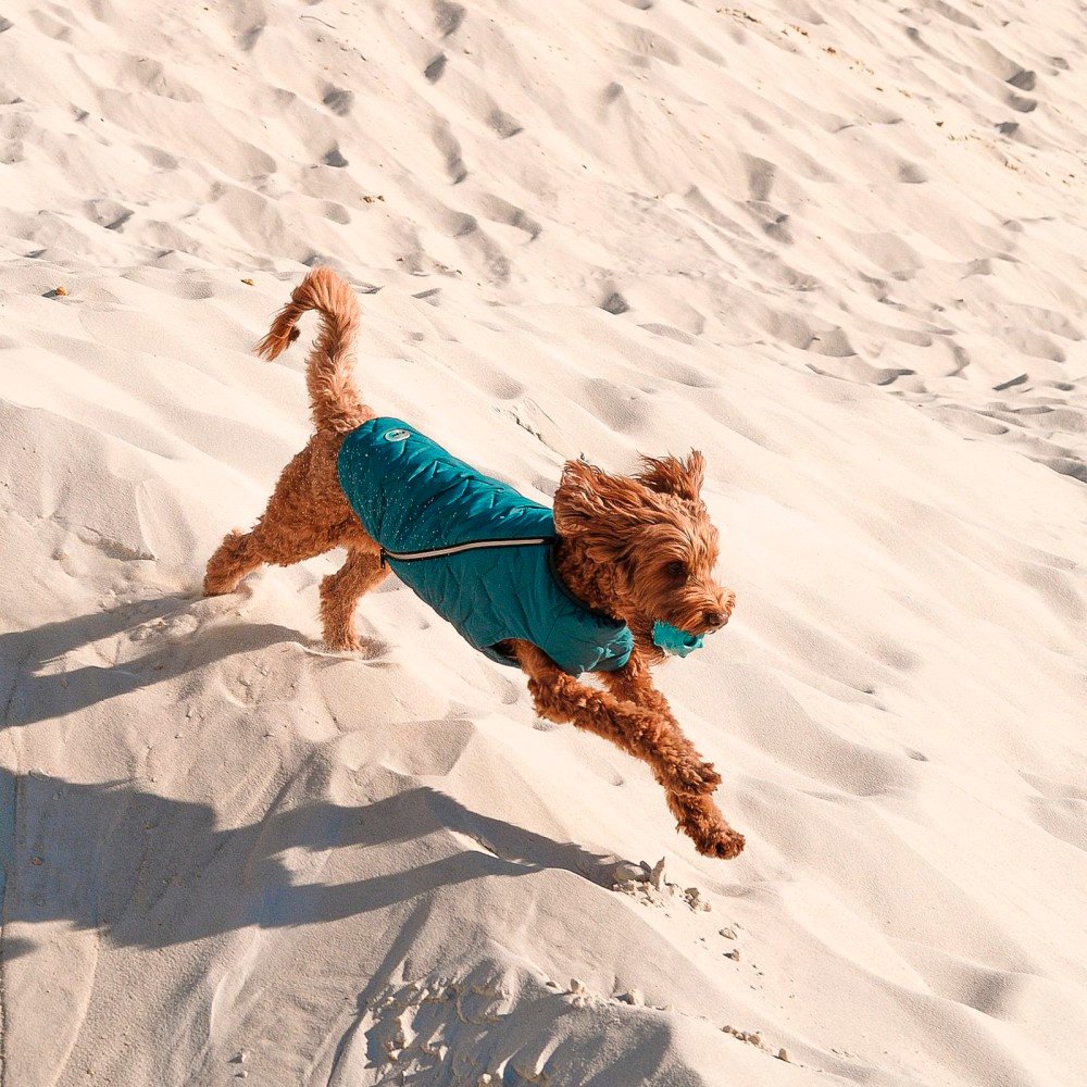 Жилет для собак Pet Fashion E.Vest размер XS2 морская волна фото 4
