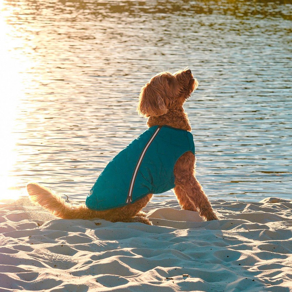 Жилет для собак Pet Fashion E.Vest размер XS2 морская волна фото 6