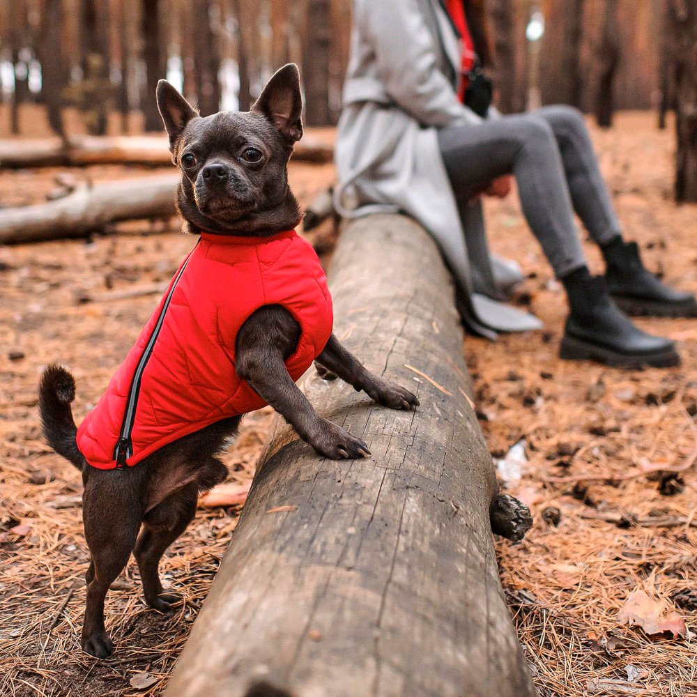 Жилет для собак Pet Fashion E.Vest розмір М2 червонийфото4