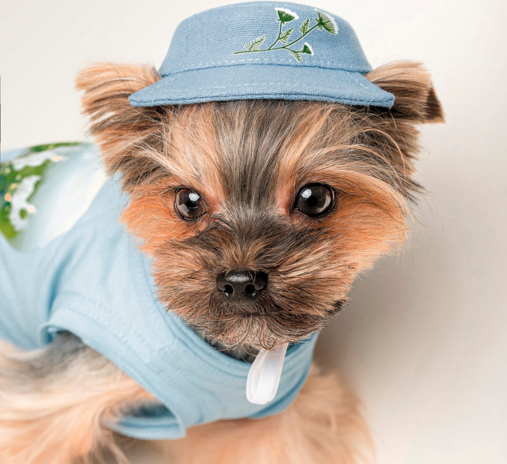 Панама для собак Pet Fashion Blue розмір Мфото