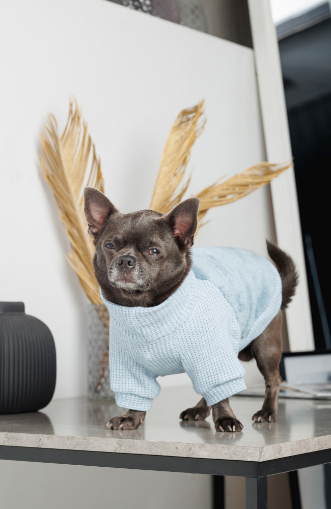 Светр для собак Pet Fashion Fur розмір М блакитнийфото