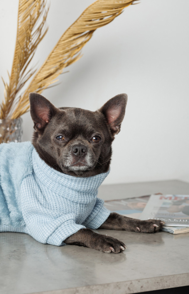 Светр для собак Pet Fashion Fur розмір S блакитнийфото