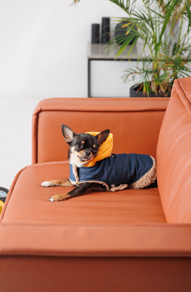 Шлея-жилет для собак Pet Fashion Poppy розмір XS2 синійфото