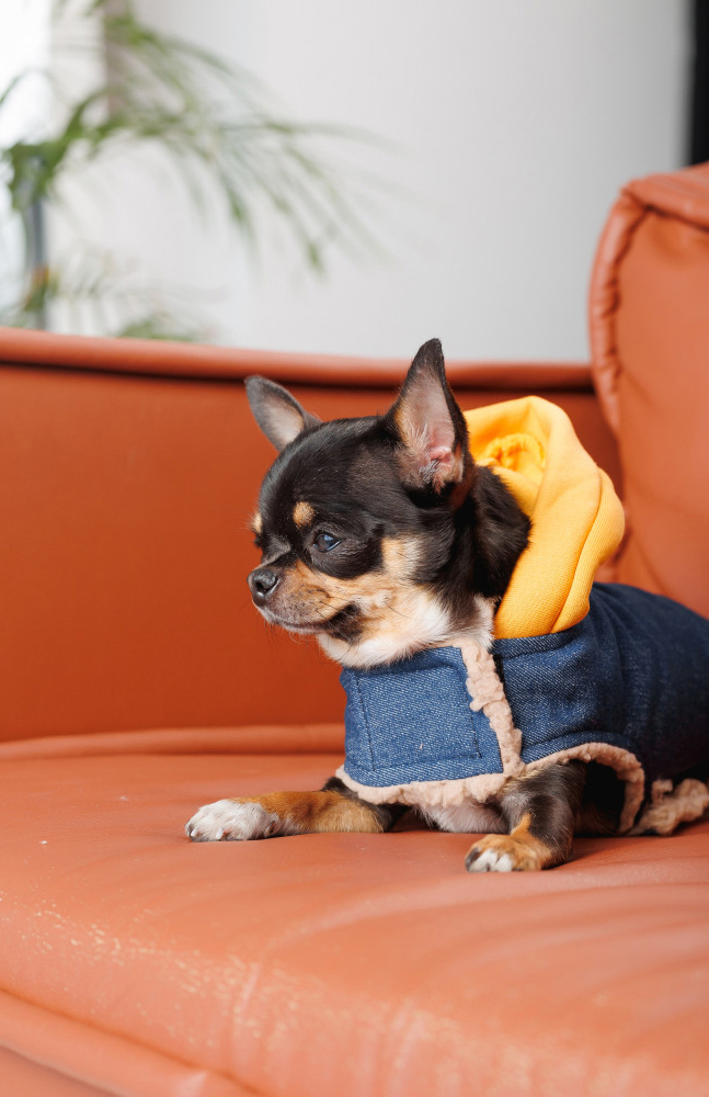 Шлея-жилет для собак Pet Fashion Poppy розмір XS2 синійфото