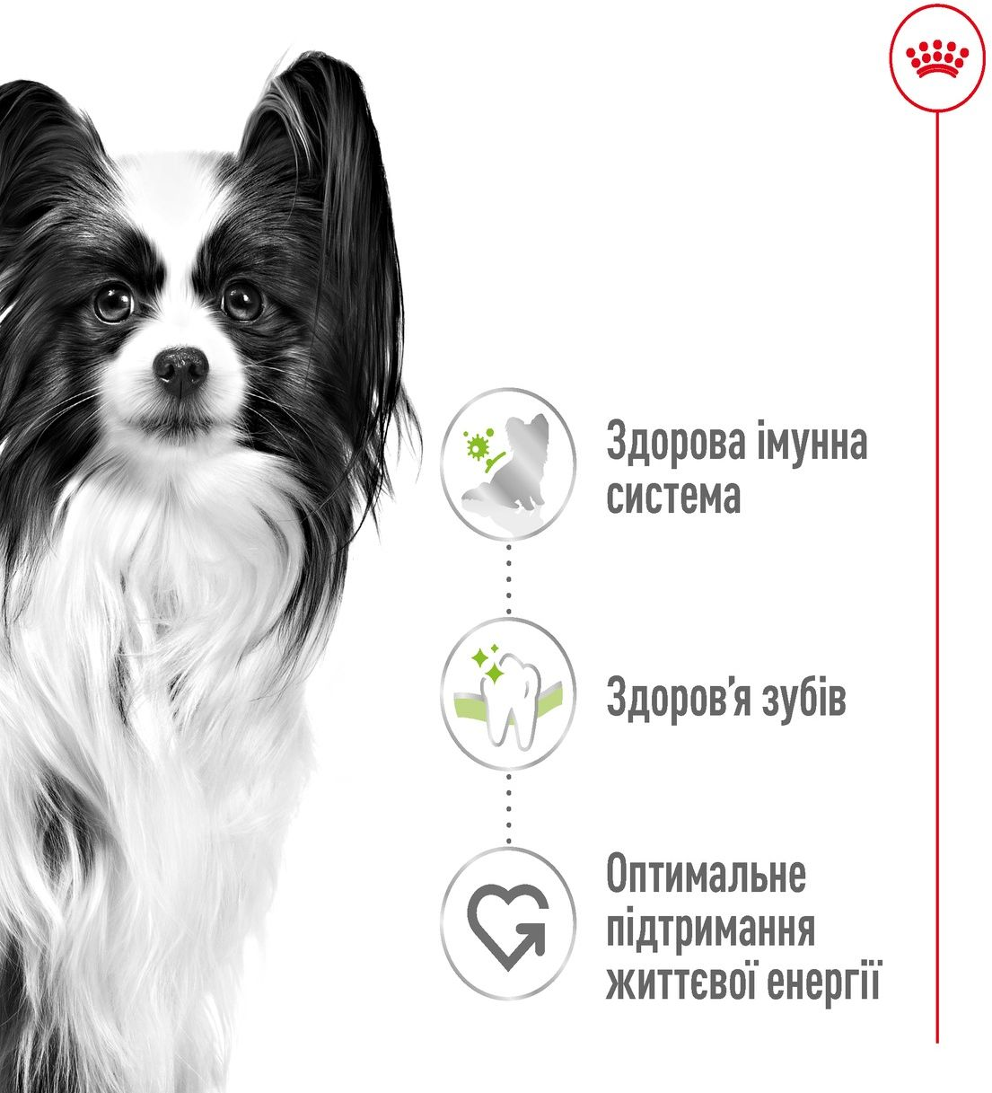 Сухий корм для собак Royal Canin X-Small Adult мініатюрних порід 500гфото2