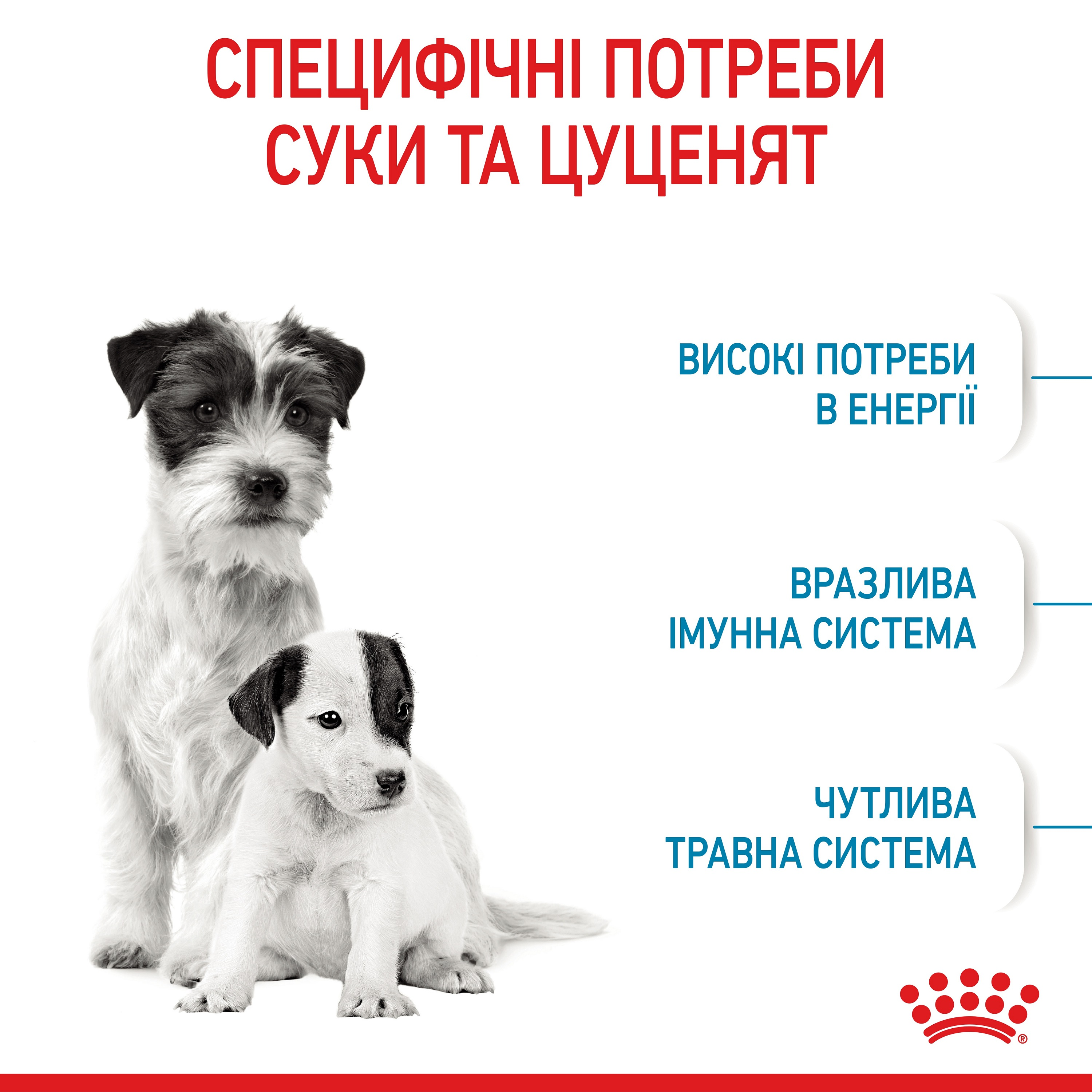 Сухий корм для собак Royal Canin Mini Starter Mother & BabyDog дрібних порід у період вагітності та лактації 1кгфото3