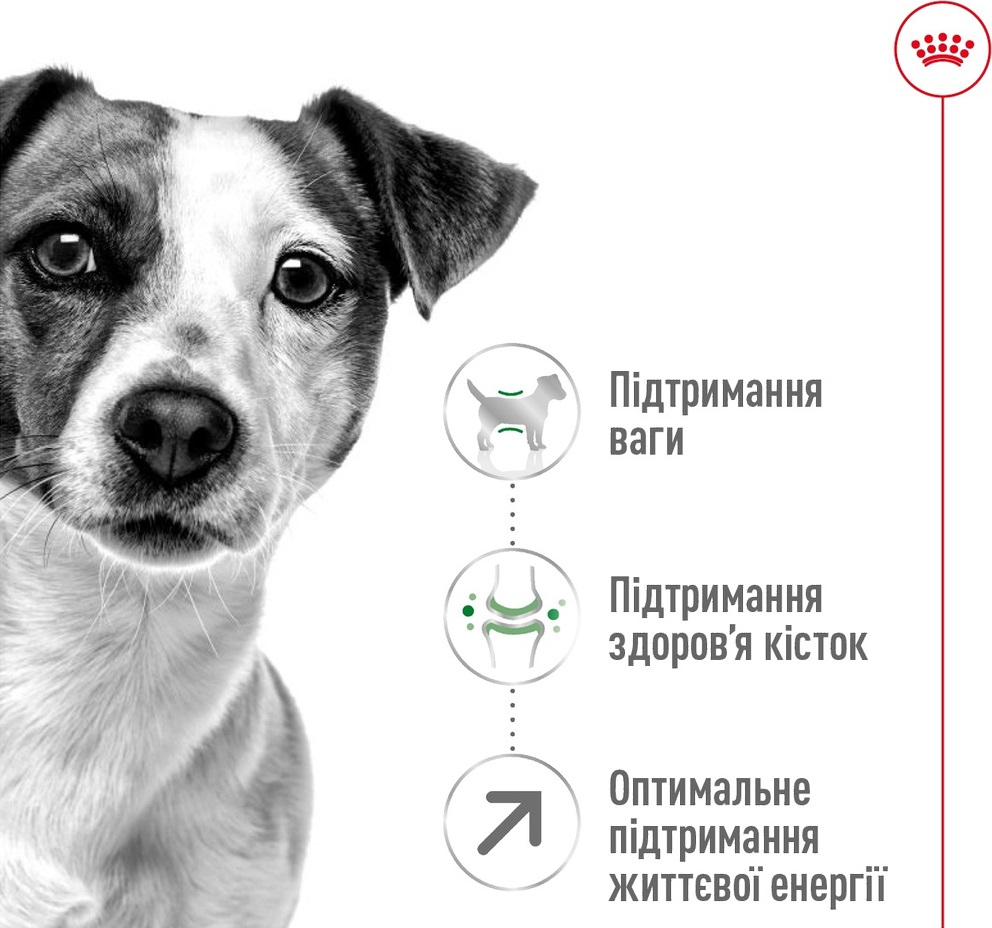 Сухой корм для собак Royal Canin Mini Adult 8+ мелких пород старше 8 лет 800г фото 2