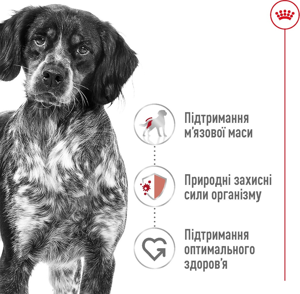 Сухий корм для собак Royal Canin Medium Adult середніх порід 4кгфото2