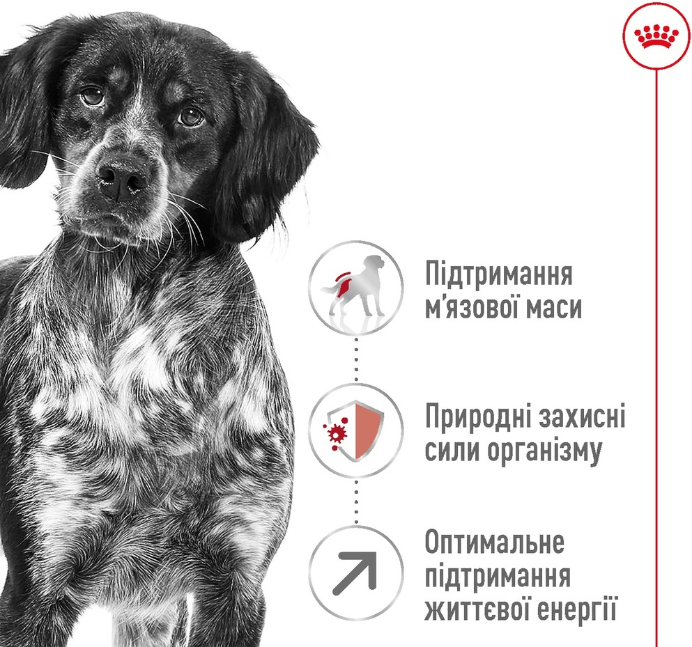 Сухой корм для собак Royal Canin Medium Adult 7+ средних пород старше 7 лет 4кг фото 2