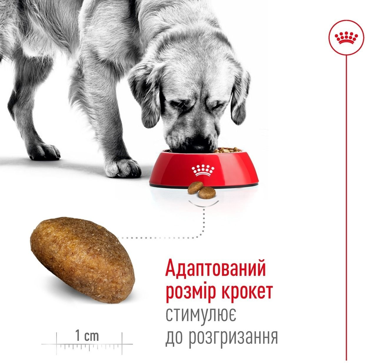 Сухой корм для собак Royal Canin Maxi Adult больших пород 4кг фото 3