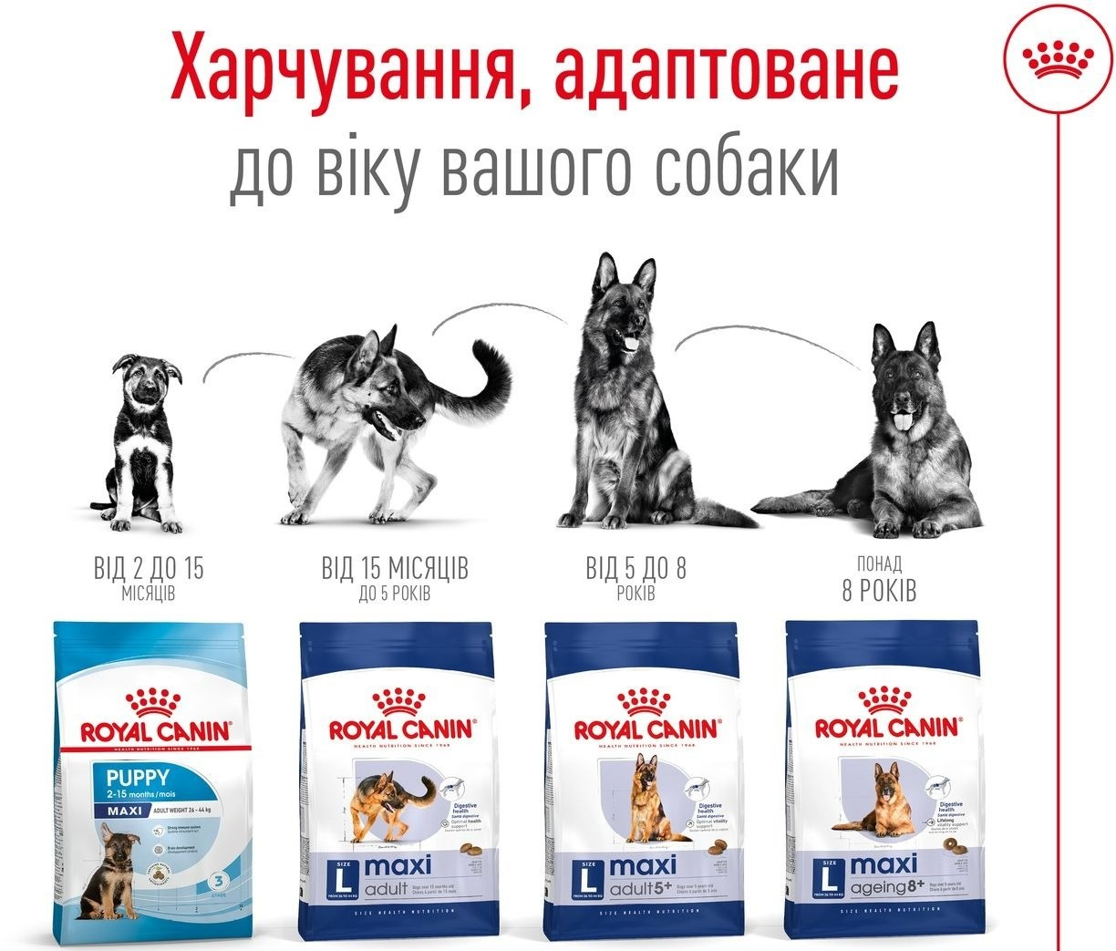 Сухий корм для собак Royal Canin Maxi Adult великих порід 4кгфото6