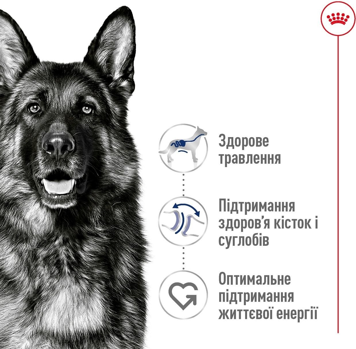 Сухий корм для собак Royal Canin Maxi Adult великих порід 4кгфото2