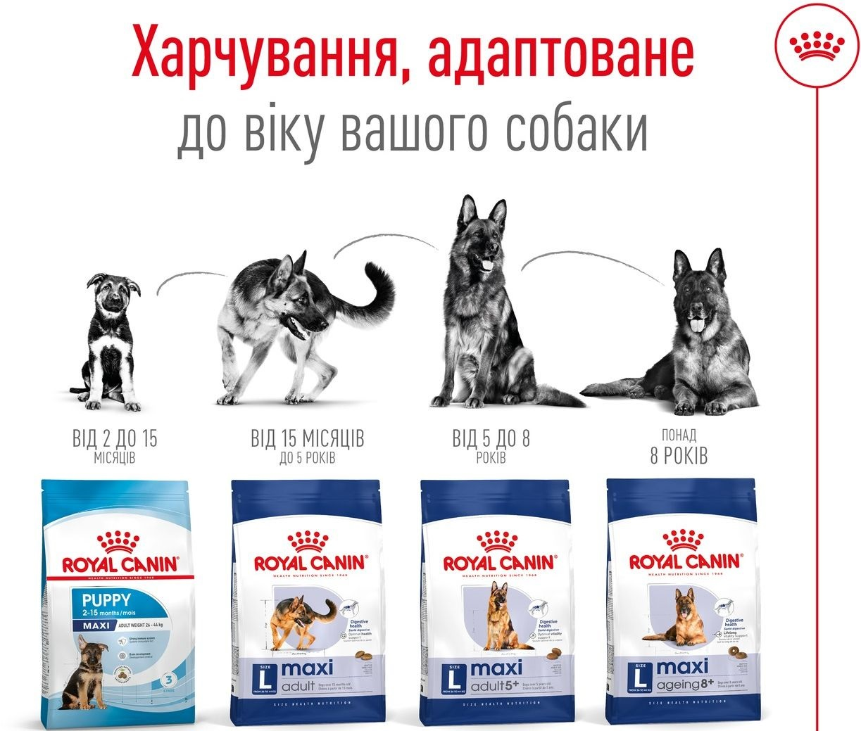 Сухий корм для собак Royal Canin Maxi Adult 5+ великих порід старше 5 років 15кгфото7