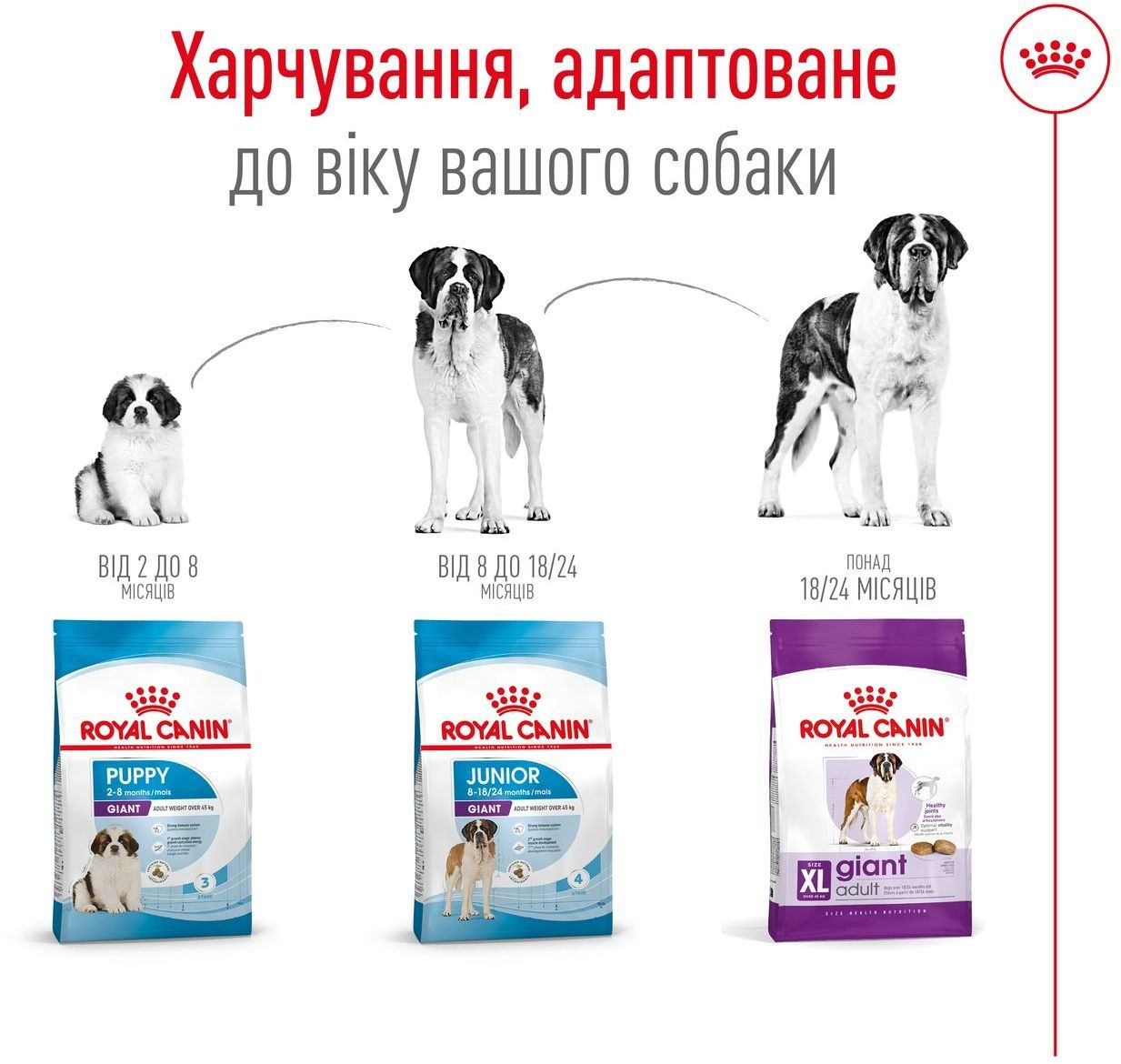 Сухой корм для собак Royal Canin Giant Adult гигантских пород 4кг фото 7