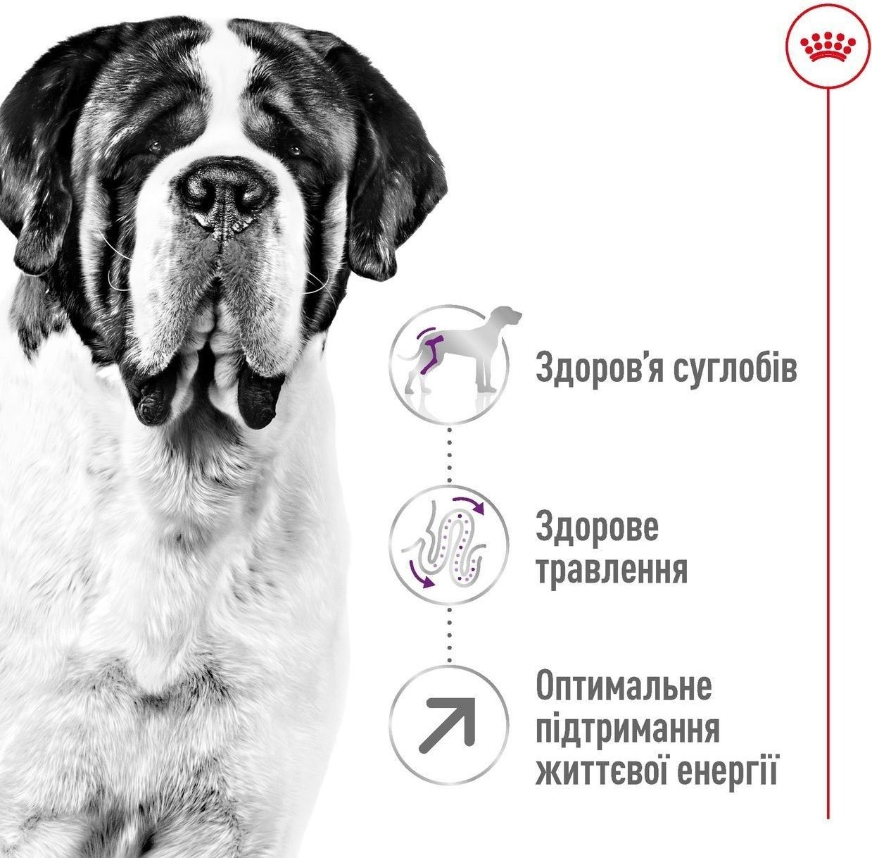 Сухой корм для собак Royal Canin Giant Adult гигантских пород 4кг фото 2