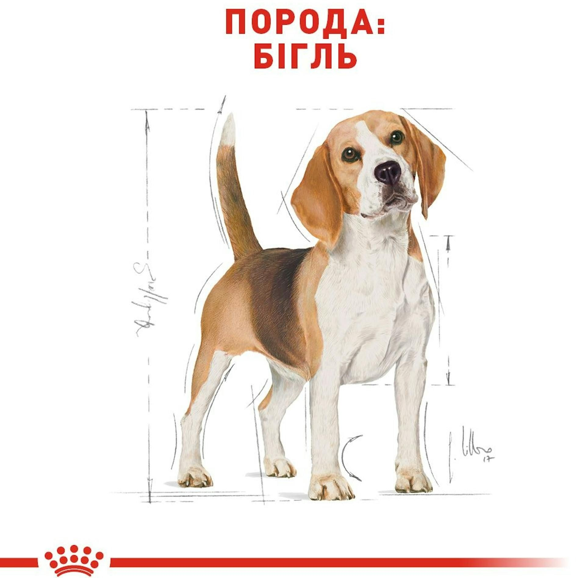 Сухий корм для собак породи Бігль Royal Canin Beagle Adult 3кгфото2