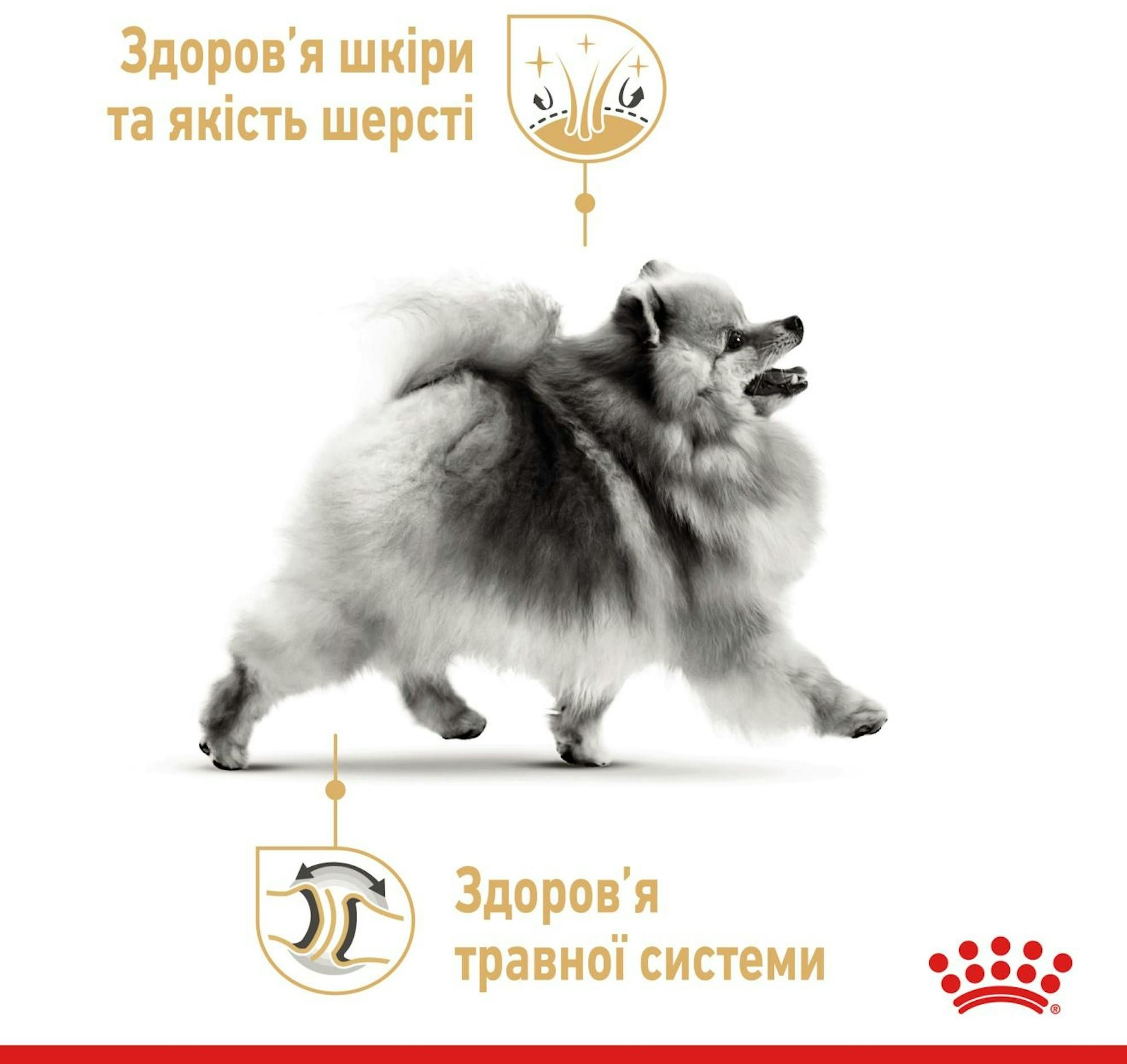 Сухий корм для собак породи Померанський шпіц Royal Canin Pomeranian Adult 0.5кгфото3