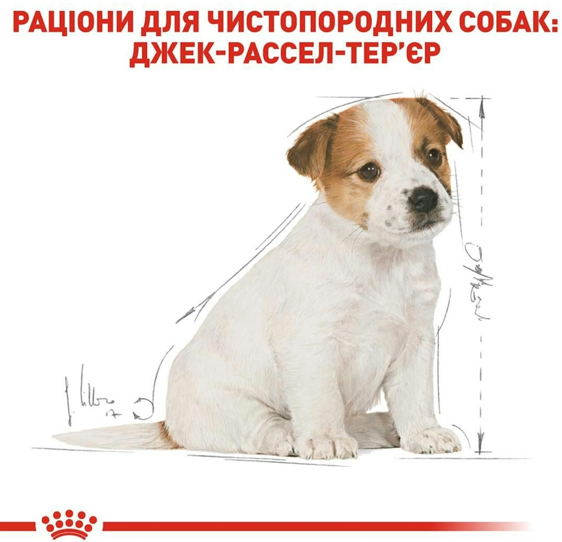 Сухий корм для цуценят породи Джек-Рассел-тер'єр Royal Canin Jack Russel Puppy 1.5кгфото2