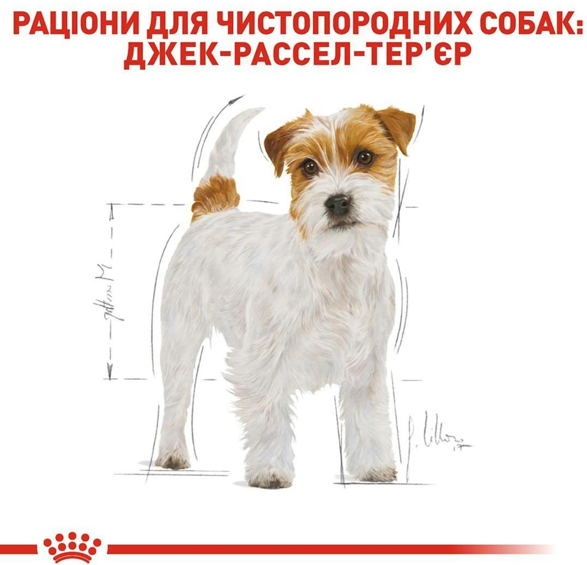 Сухой корм для собак породы Джек-Рассел-терьер Royal Canin Jack Russel Adult 1.5кг фото 3