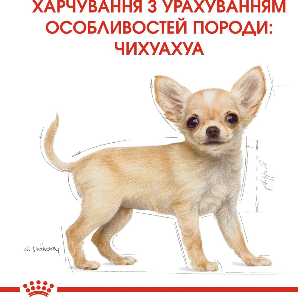 Сухий корм для цуценят породи Чихуахуа Royal Canin Chihuahua Puppy 0.5кгфото6