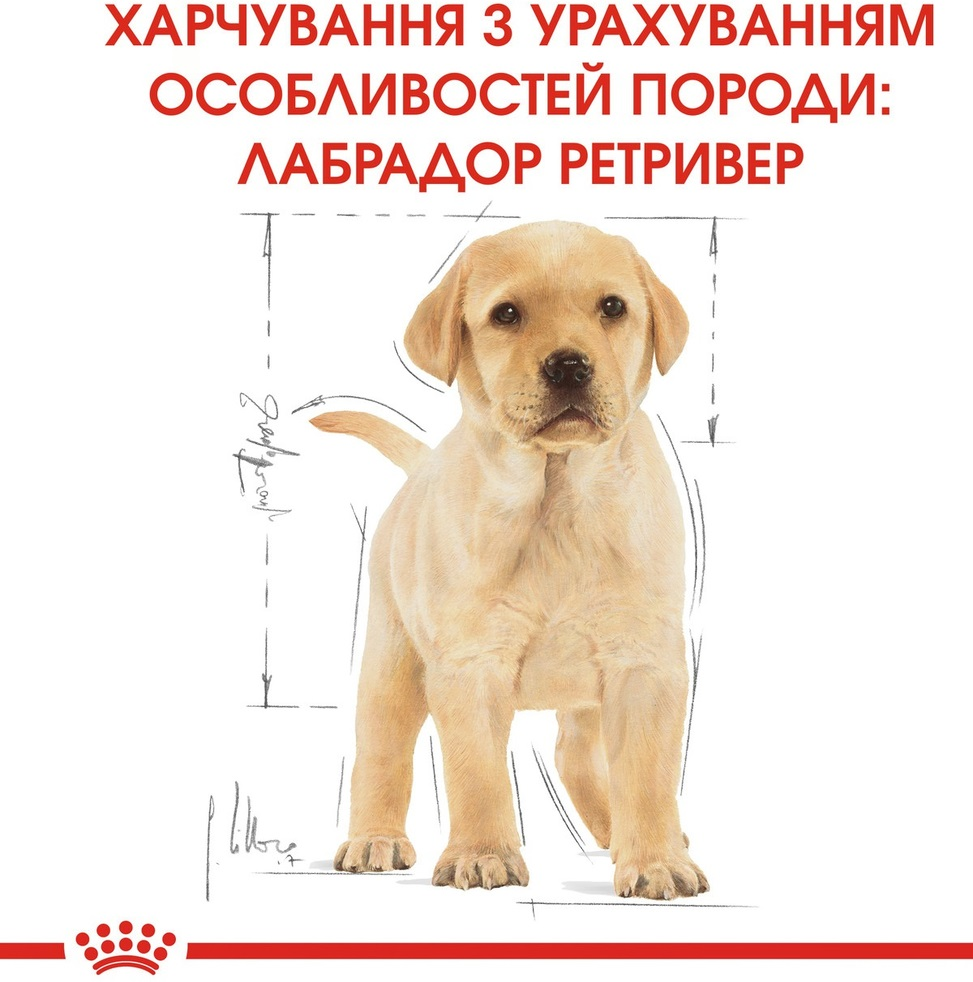 Сухой корм для щенков породы Лабрадор-ретривер Royal Canin Labrador Puppy 3кг фото 6