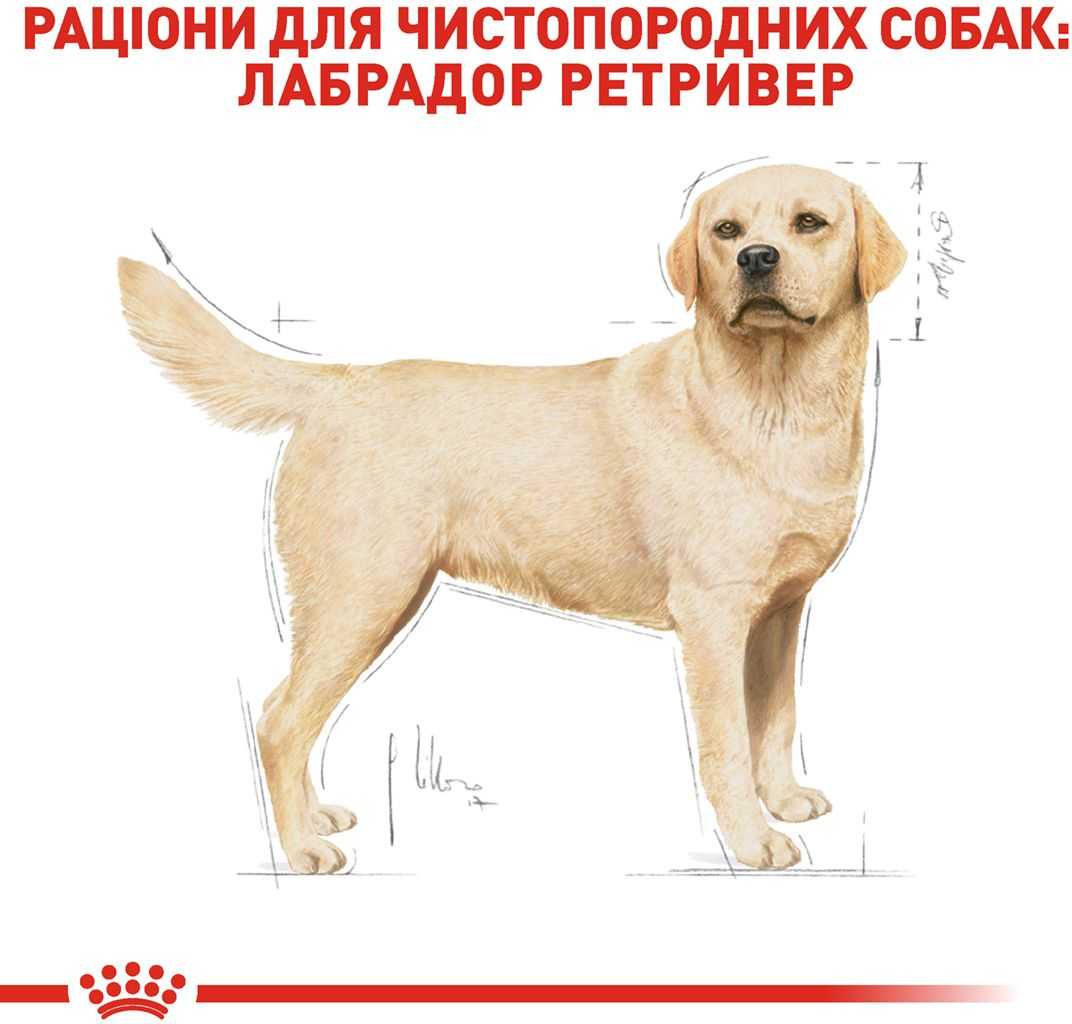 Сухой корм для собак породы Лабрадор-ретривер Royal Canin Labrador-Retriever Adult 12кг фото 3