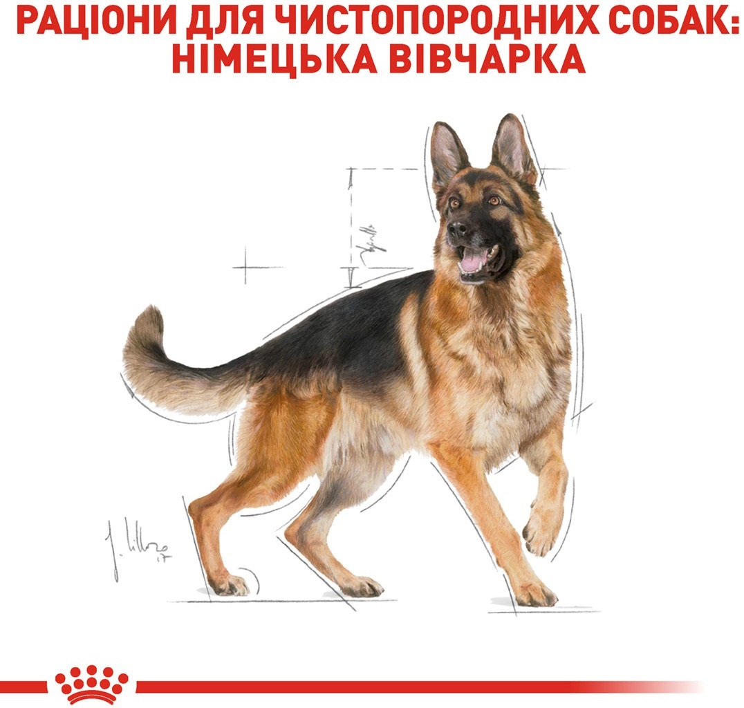 Сухий корм для собак породи Німецька вівчарка Royal Canin German Shepherd Adult 11кгфото6