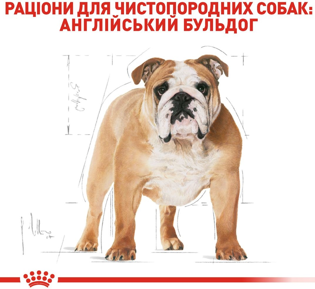 Сухий корм для собак породи Англійський бульдог Royal Canin Bulldog Adult 3кгфото3