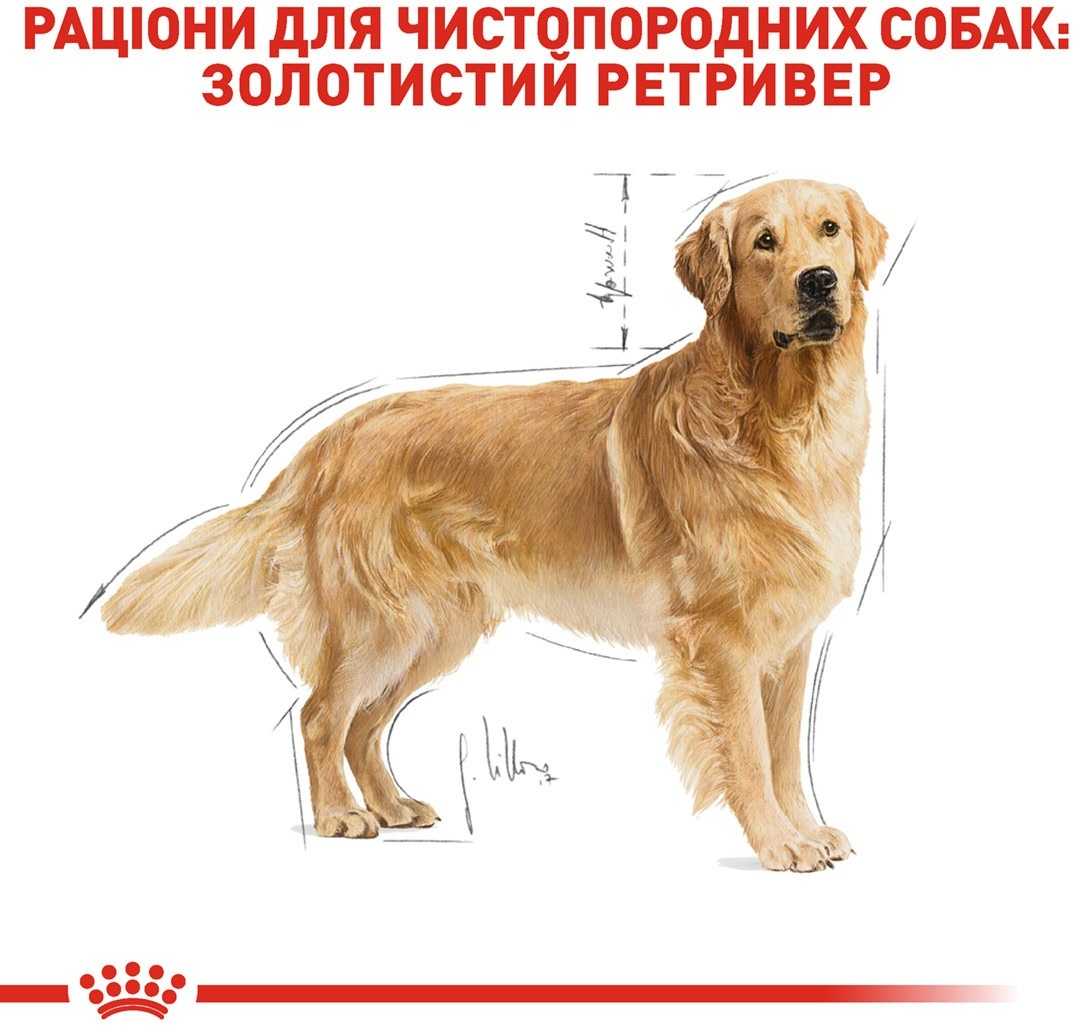 Сухой корм для собак породы Золотистый ретривер Royal Canin Golden Retriever Adult 12кг фото 6