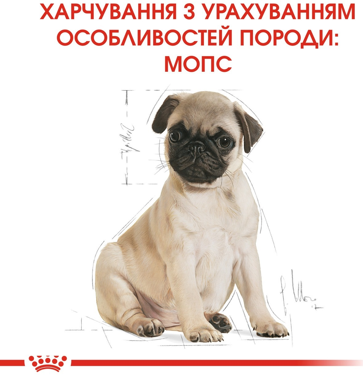 Сухой корм для щенков породы Мопс Royal Canin Pug Puppy 1.5кг фото 5