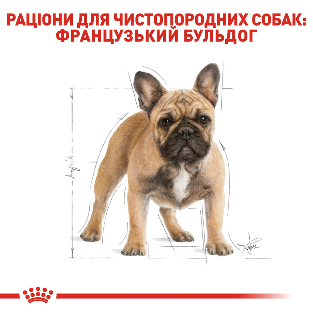 Сухой корм для собак породы Французский бульдог Royal Canin French Bulldog Adult 1.5кг фото 3