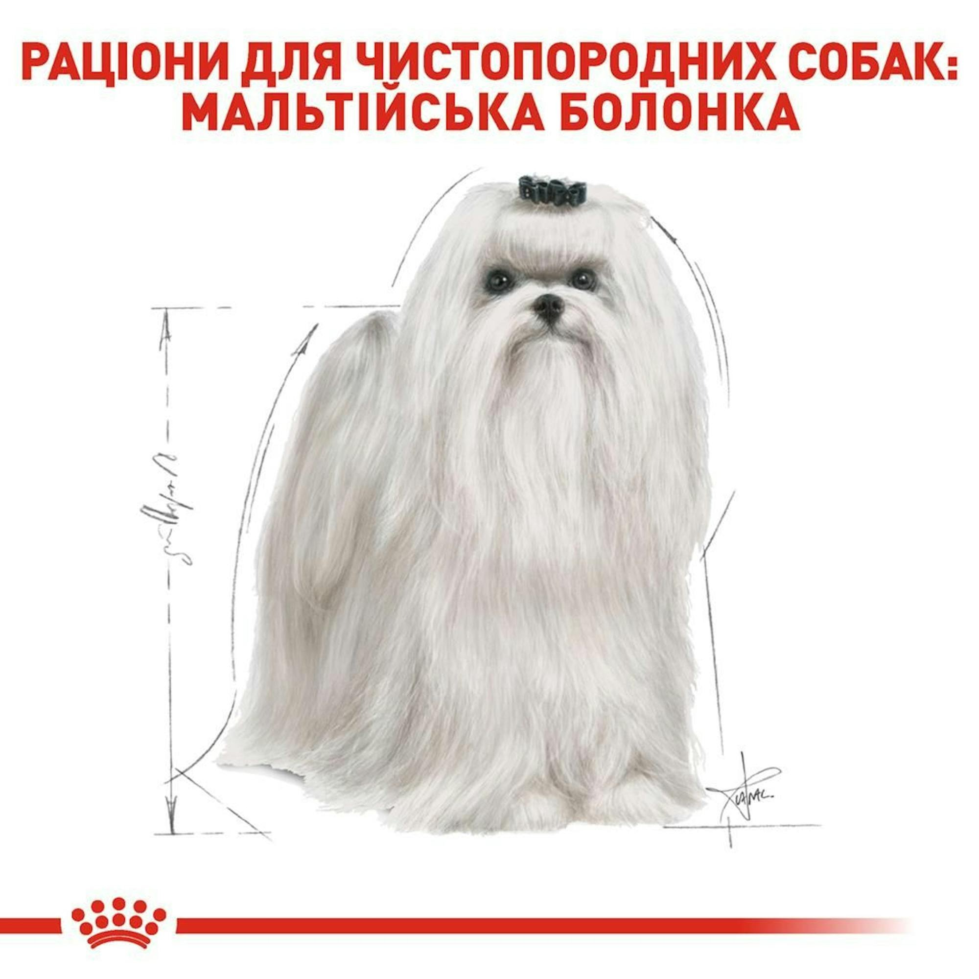 Сухой корм для собак породы Мальтийская болонка Royal Canin Maltese Adult 0.5кг фото 3