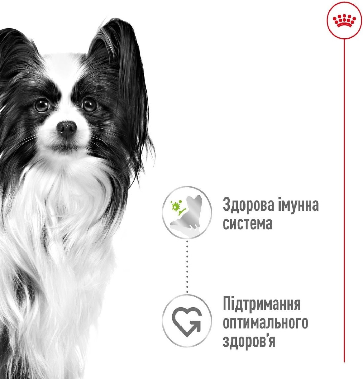 Вологий корм для собак Royal Canin X-Small Adult 85гфото2